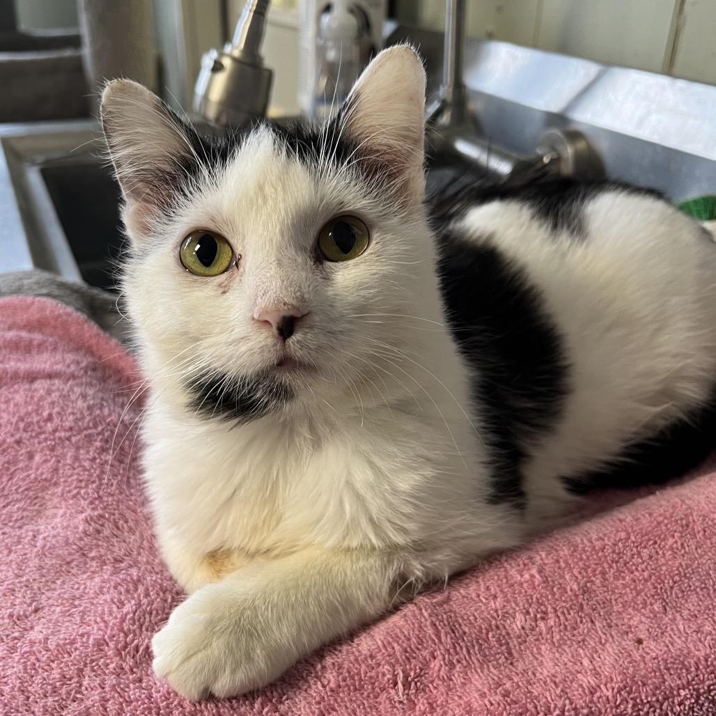 Enlarge Charmaine, a Adoptable Domestic Short Hair in Mount Juliet, TN image 3/3