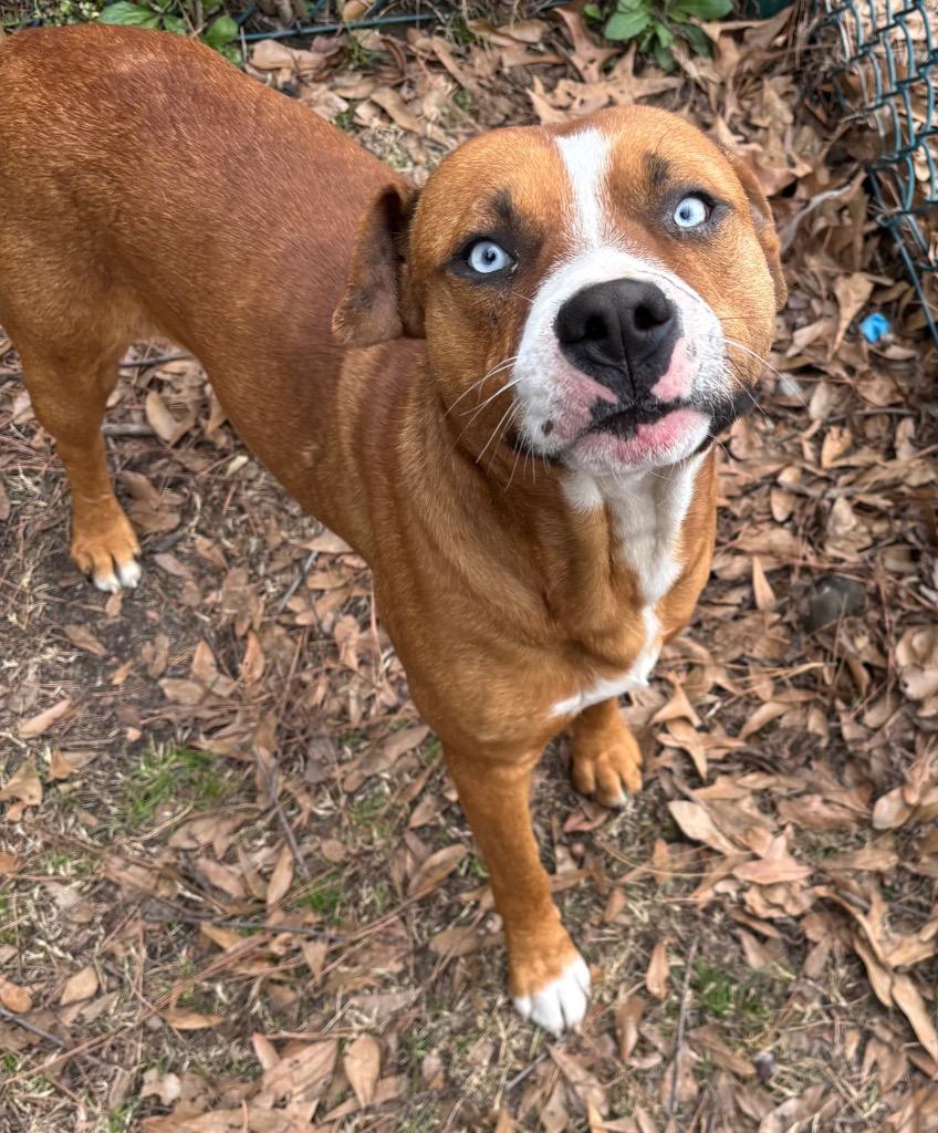 Enlarge Ozzie, a Adoptable mixed breed in Little Rock, AR image 1/2