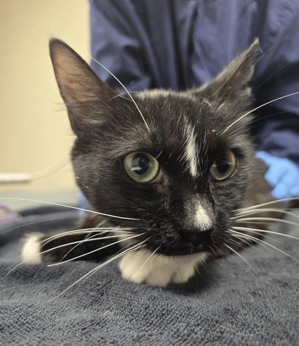 Enlarge Tux, a Adoptable mixed breed in Sherwood, OR image 1/1