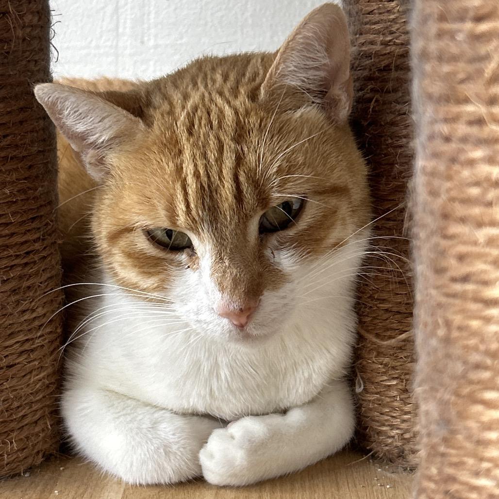 Shelia, Adoptable, Adult Female Domestic Short Hair.