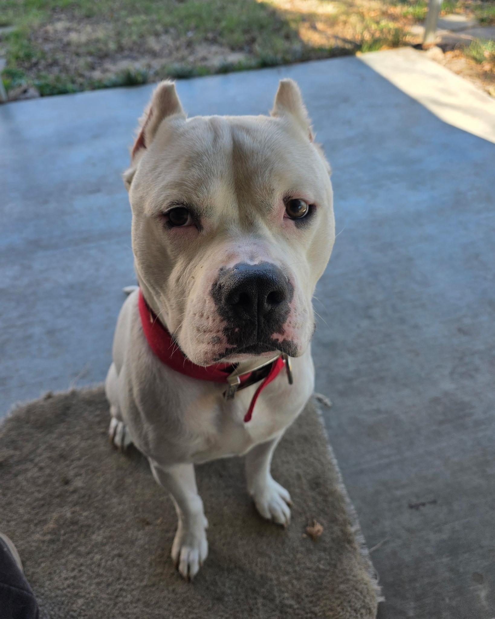 Romeo, a ADOPTABLE mixed breed in Houston, TX image 2/3