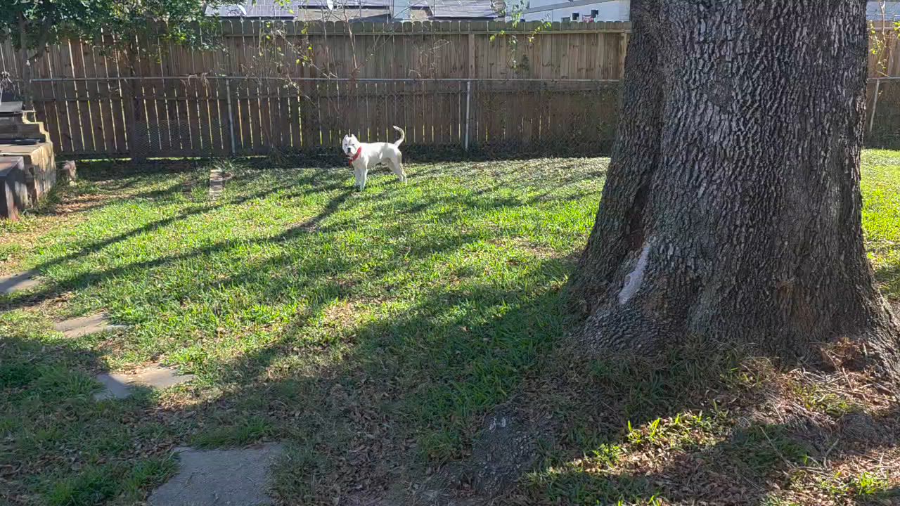 Enlarge Romeo, a ADOPTABLE mixed breed in Houston, TX video 3/3