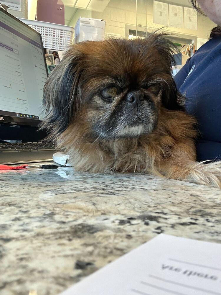 Lilly, Adoptable, Senior Female Pekingese.