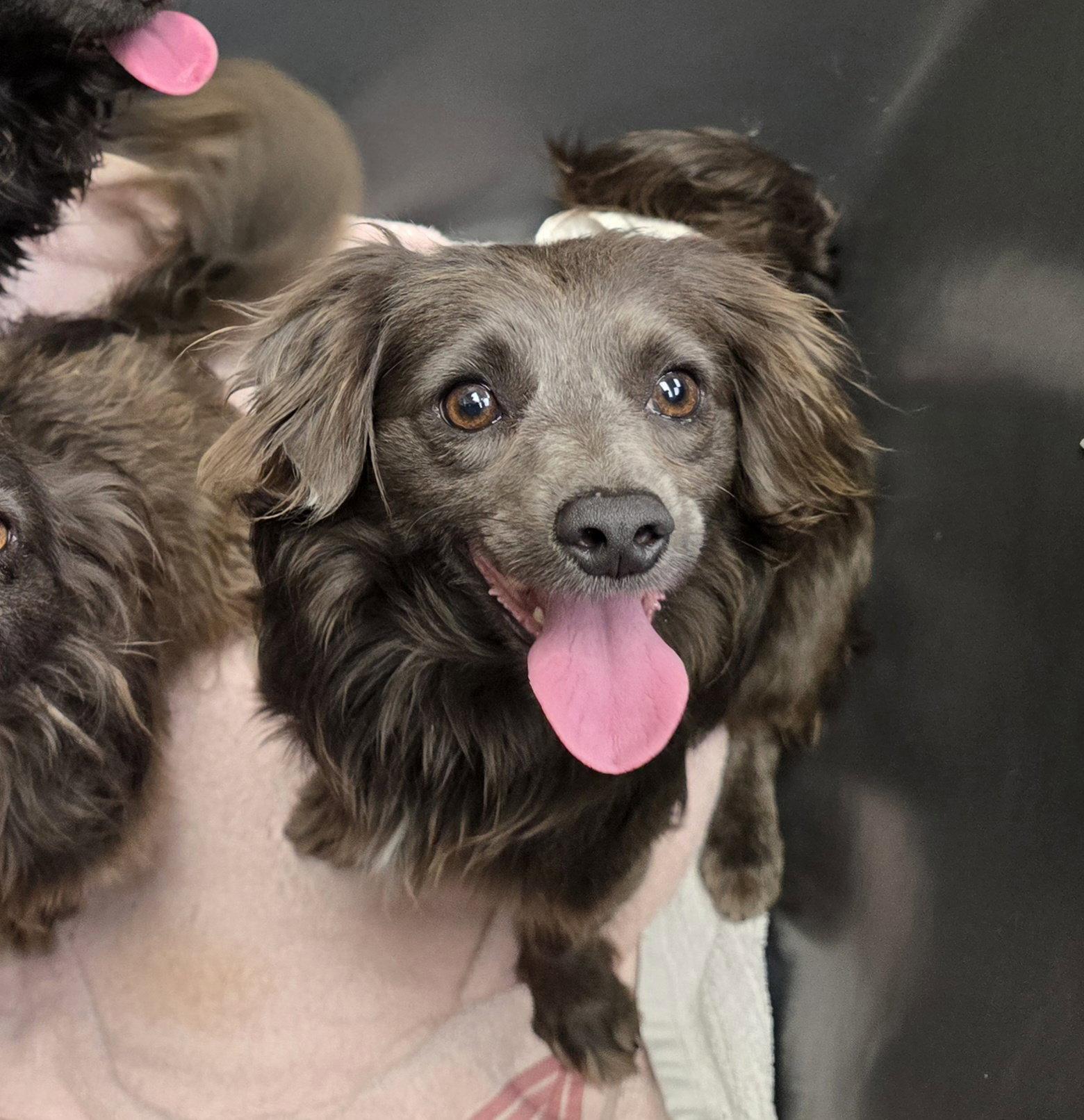 Enlarge Hallie, a Adoptable Dachshund in Austin, TX image 1/1