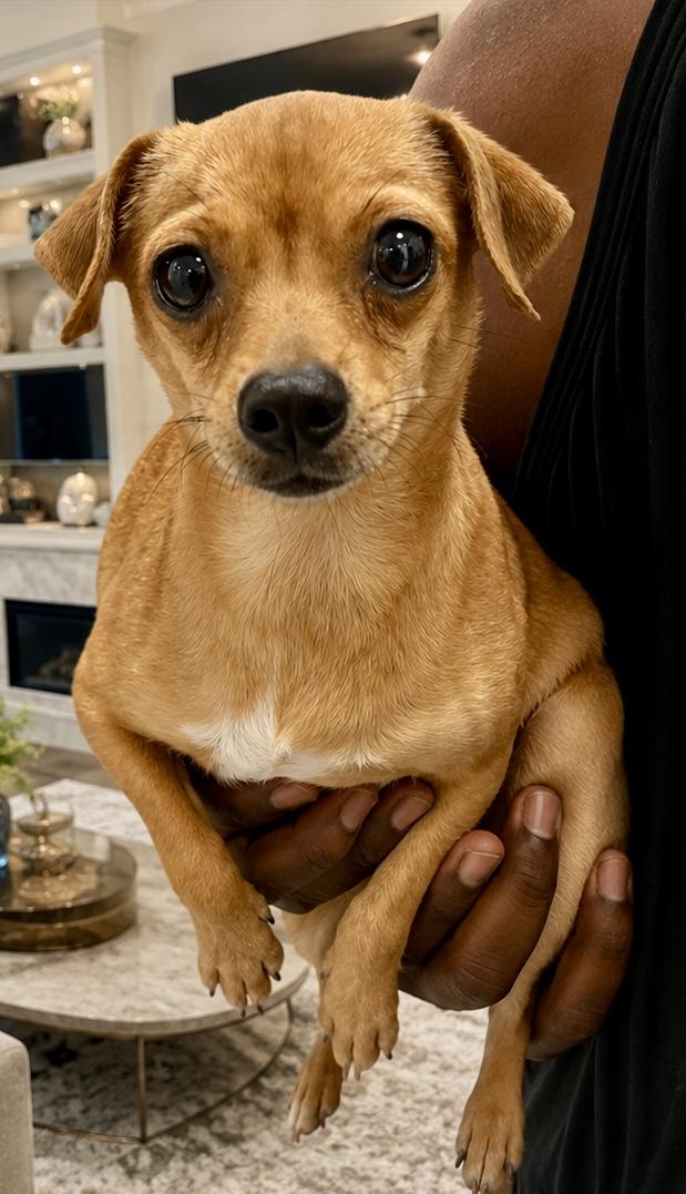 Enlarge Miss Muffet, a ADOPTABLE Chihuahua in Orlando, FL image 1/1