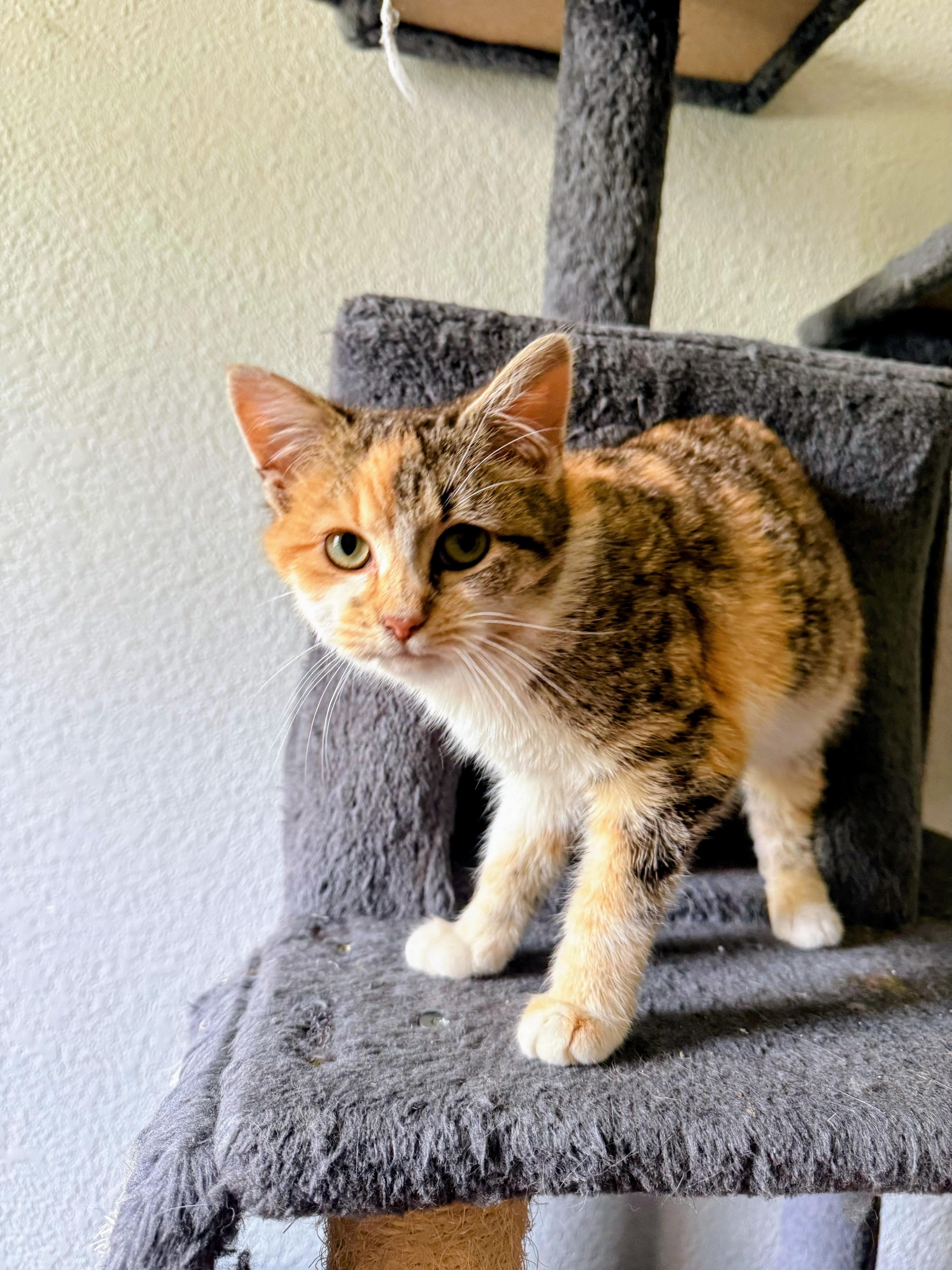 Tangy, adopted, Young Female Dilute Calico.