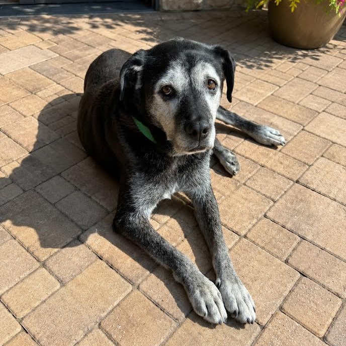 Hero, an adopted mixed breed in Springfield, MO image 5/6