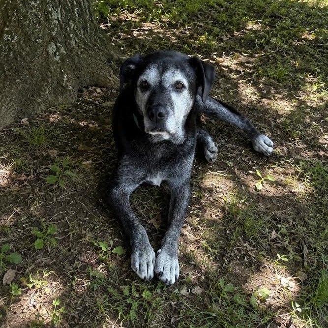 Hero, an adopted mixed breed in Springfield, MO image 1/6