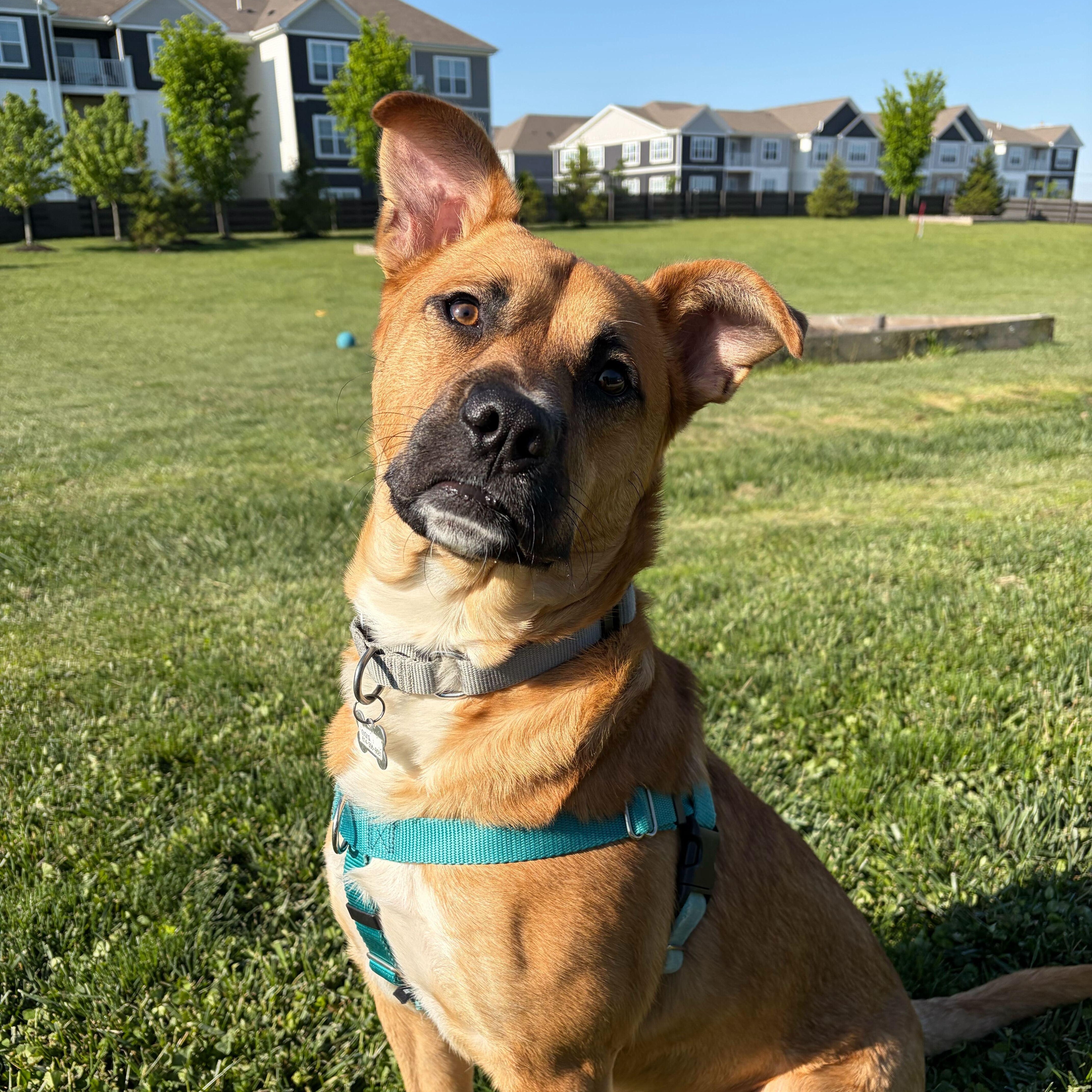 Harrison, ADOPTABLE, Young Male Mixed Breed.