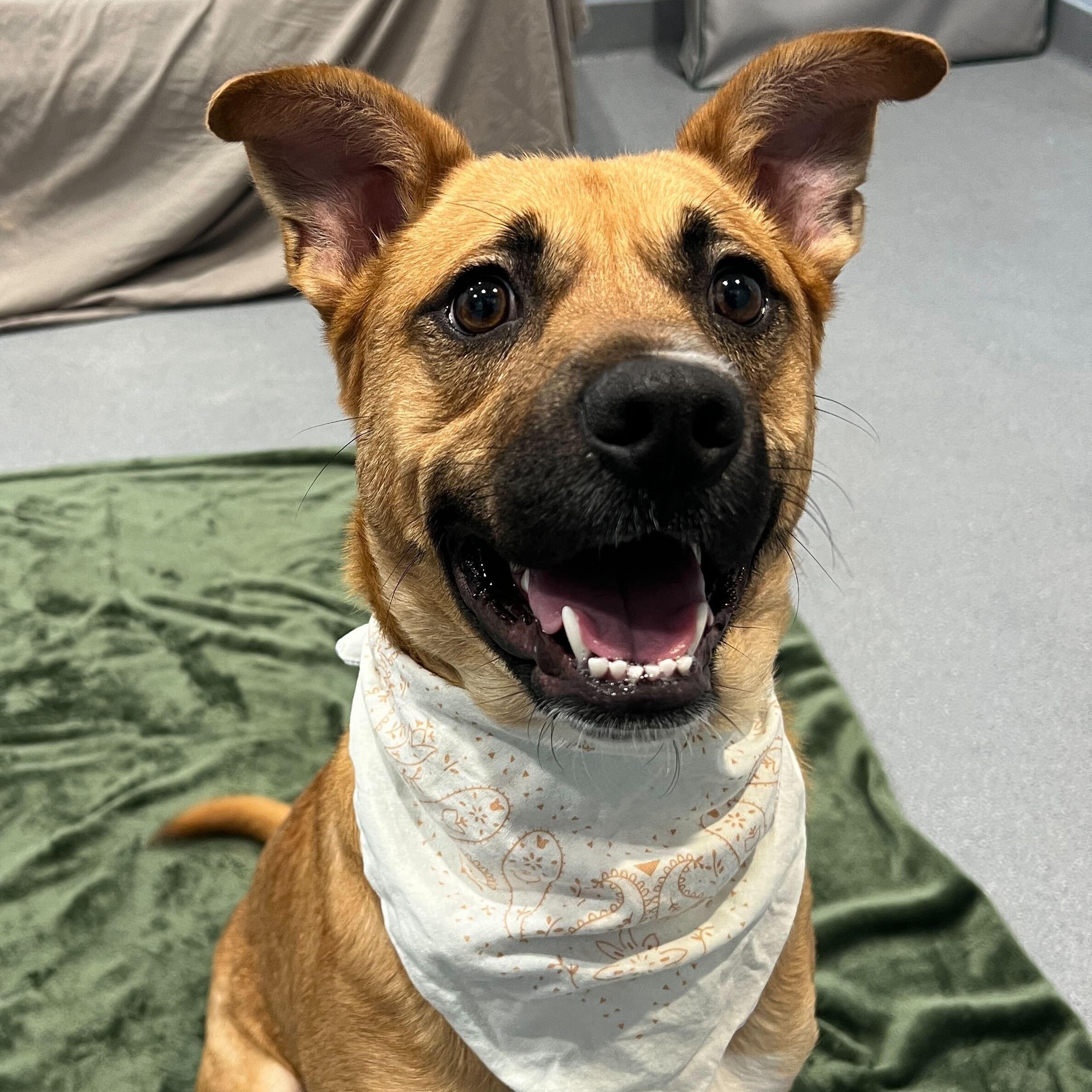 Harrison, ADOPTABLE, Young Male Mixed Breed.