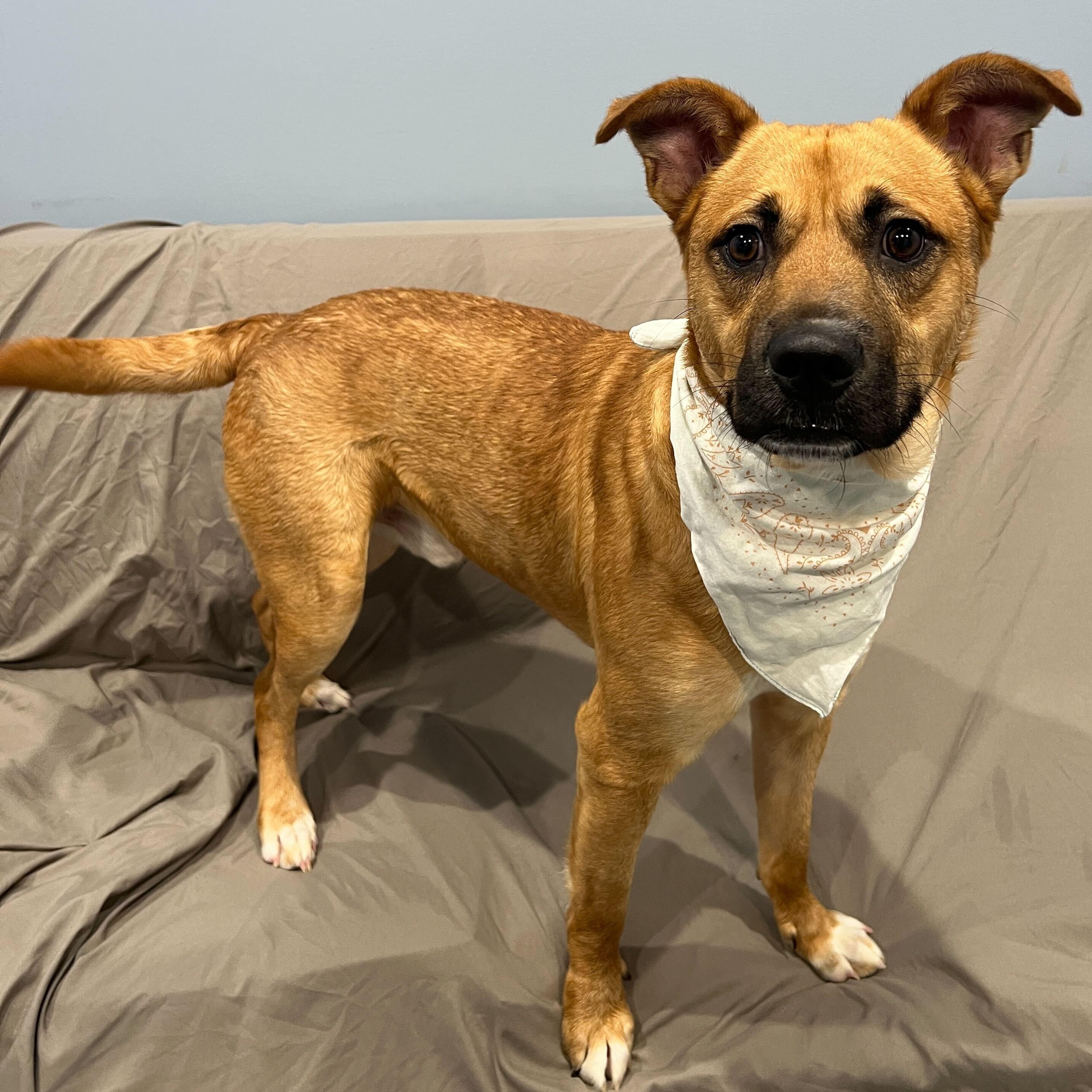 Enlarge Harrison, a ADOPTABLE Mixed Breed in Canal Winchester, OH image 5/6