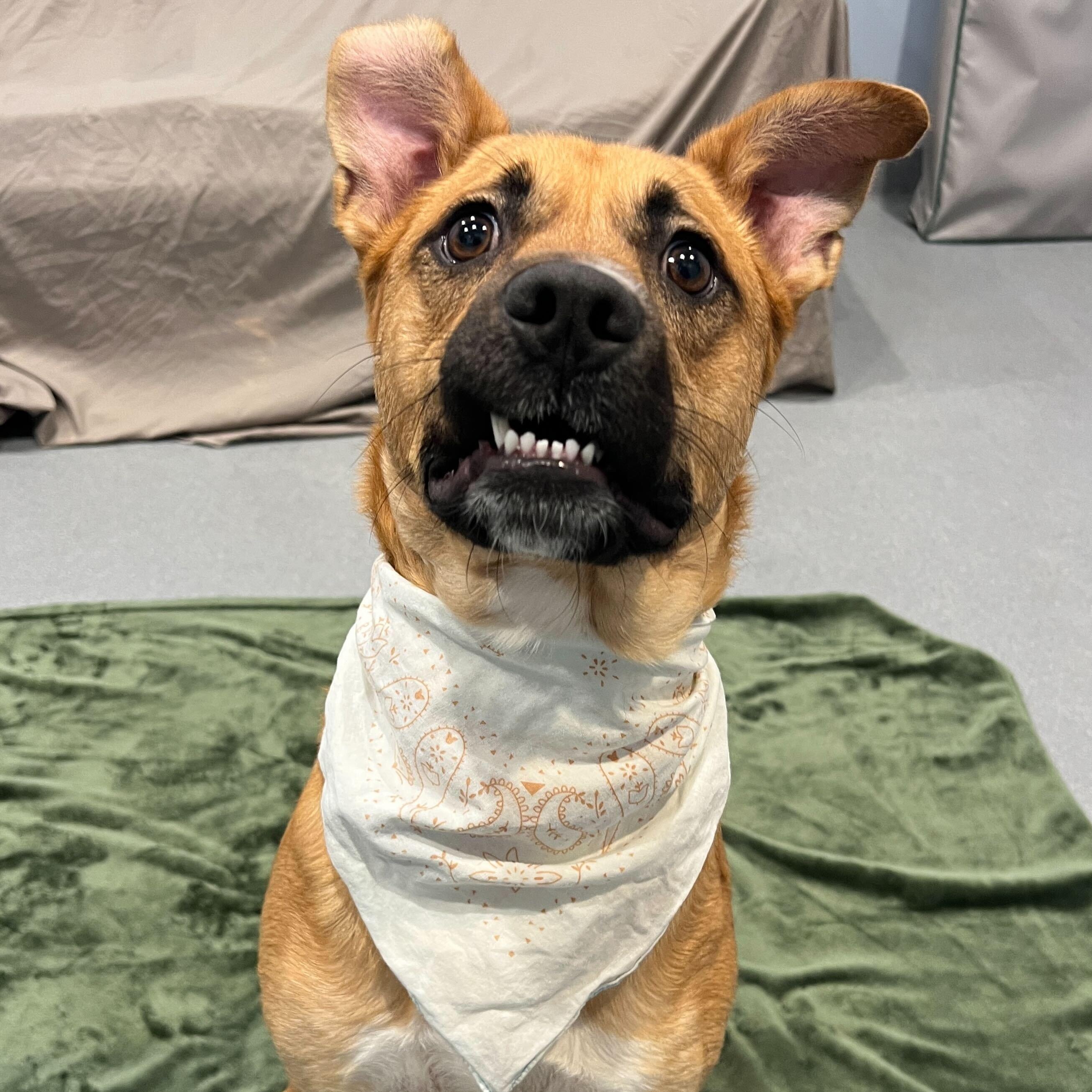 Enlarge Harrison, a ADOPTABLE Mixed Breed in Canal Winchester, OH image 4/6