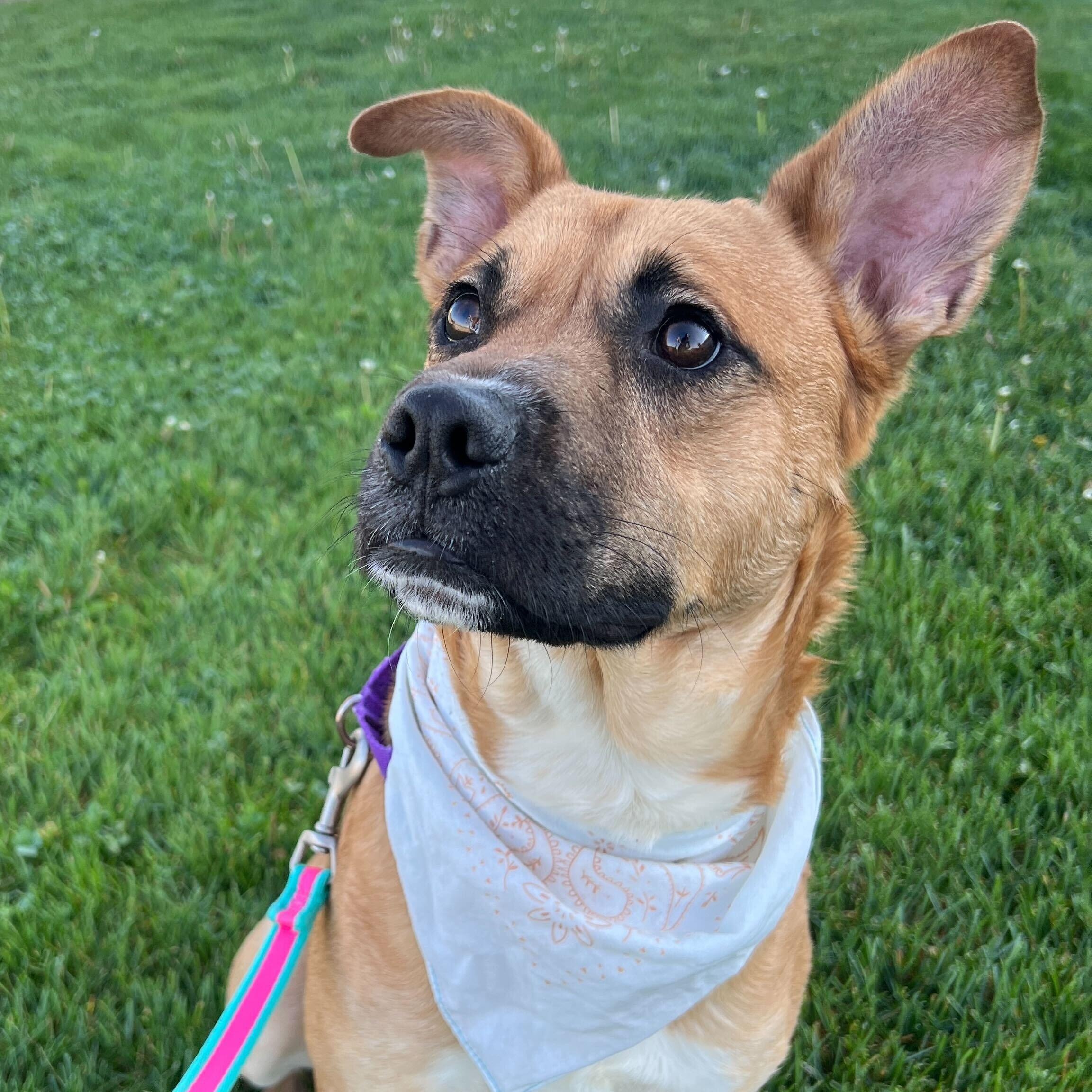 Enlarge Harrison, a ADOPTABLE Mixed Breed in Canal Winchester, OH image 6/6