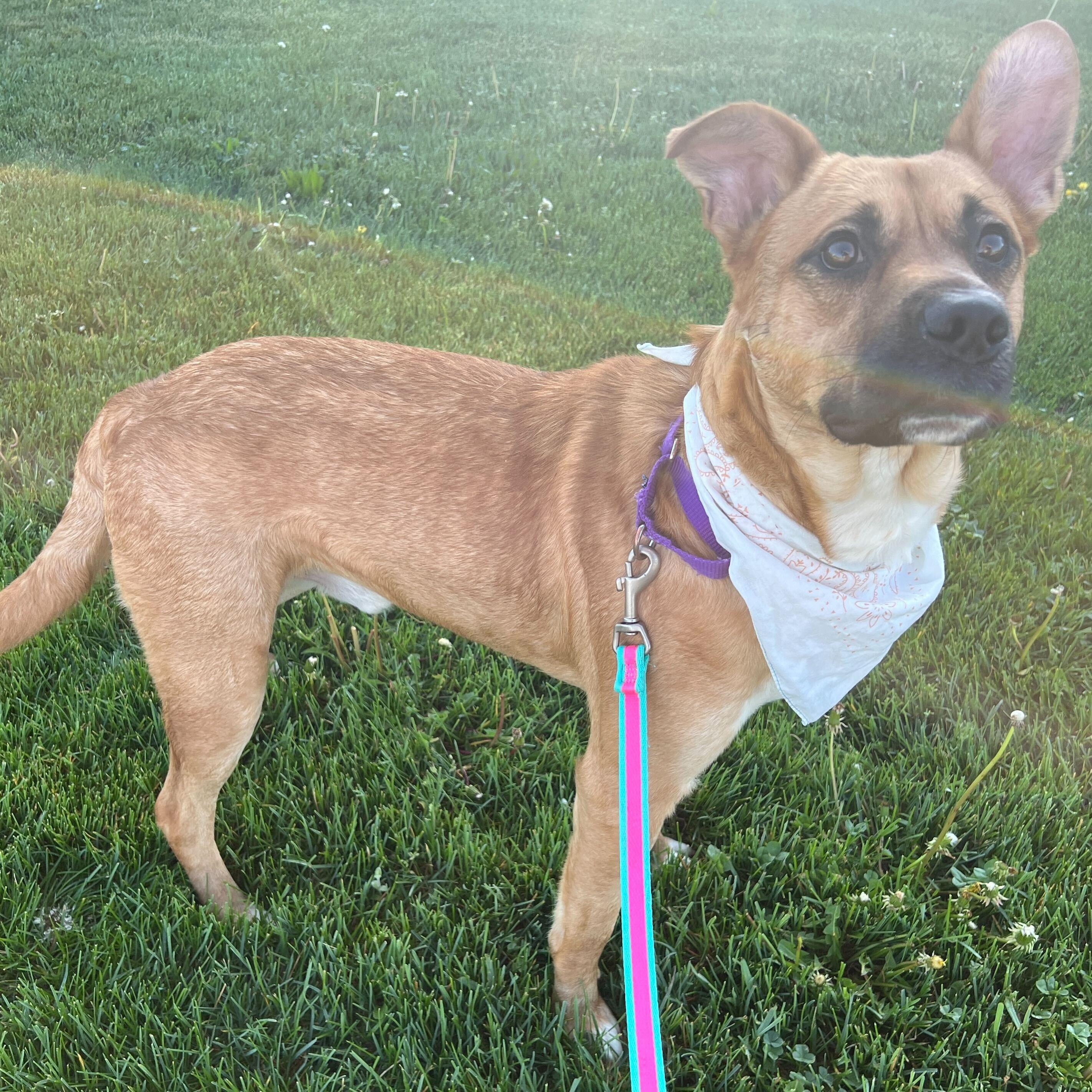 Enlarge Harrison, a ADOPTABLE Mixed Breed in Canal Winchester, OH image 3/6