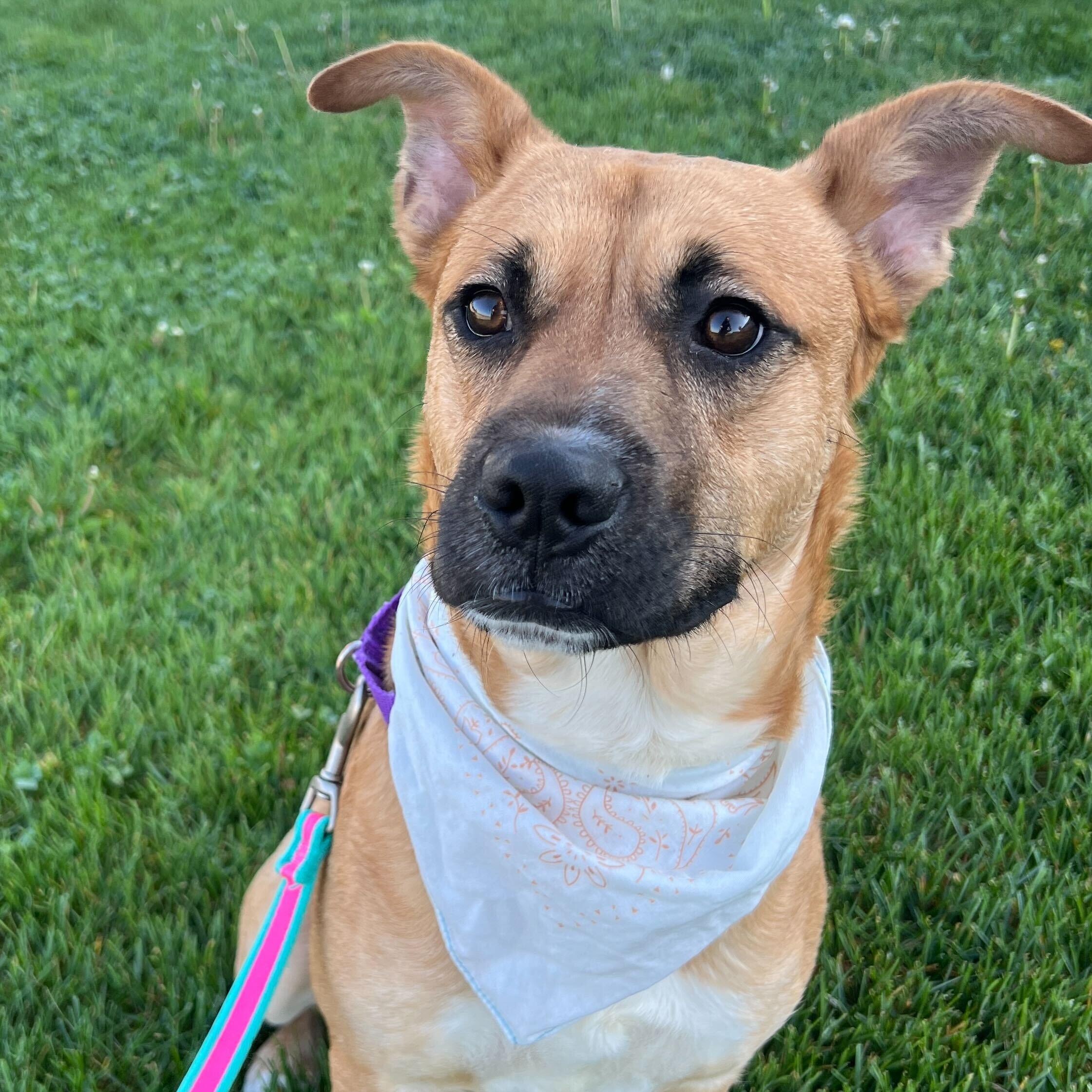 Enlarge Harrison, a ADOPTABLE Mixed Breed in Canal Winchester, OH image 2/6