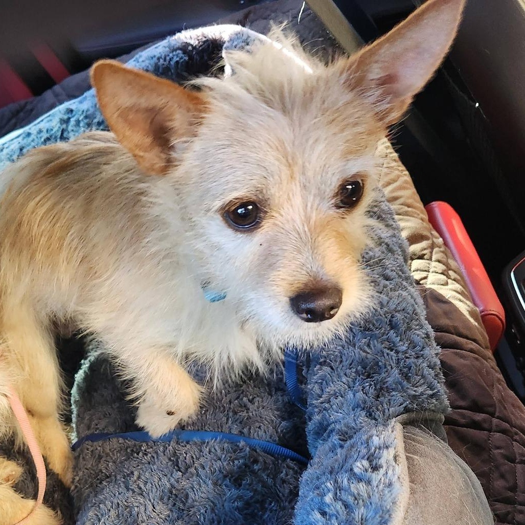Crumb - Adorable and Bonded with Crouton, also Adorable, Adoptable, Adult Male Portuguese Podengo & Terrier.
