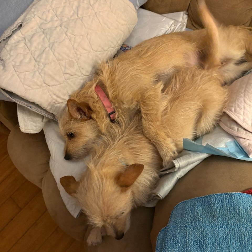 Enlarge Crumb - Adorable and Bonded with Crouton, also Adorable, a Adoptable mixed breed in Buford, GA image 5/5