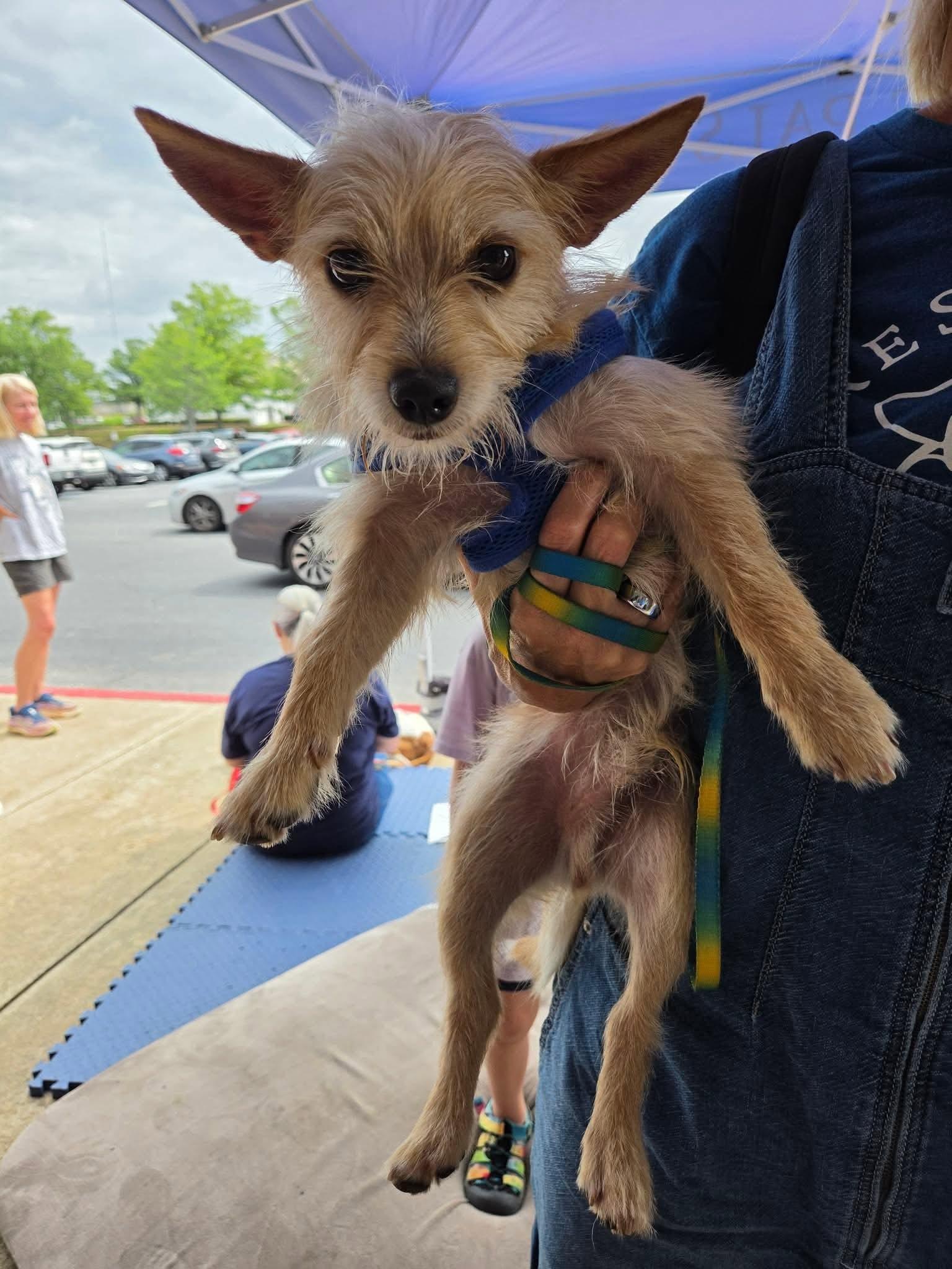 Enlarge Crumb, an adoptable mixed breed in Buford, GA image 4/5
