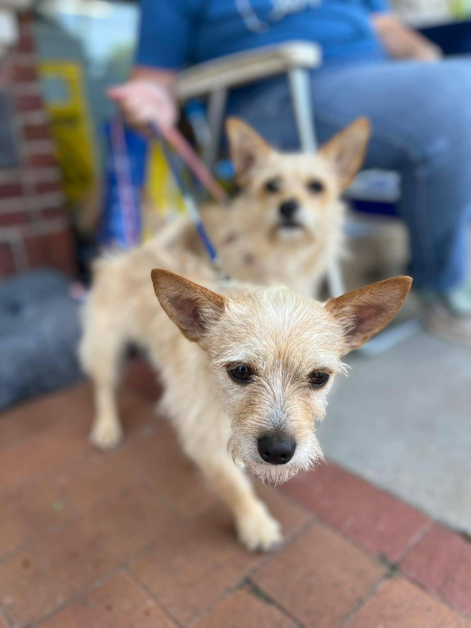 Crumb - Adorable and Bonded with Crouton, also Adorable, a Adoptable mixed breed in Buford, GA image 4/4