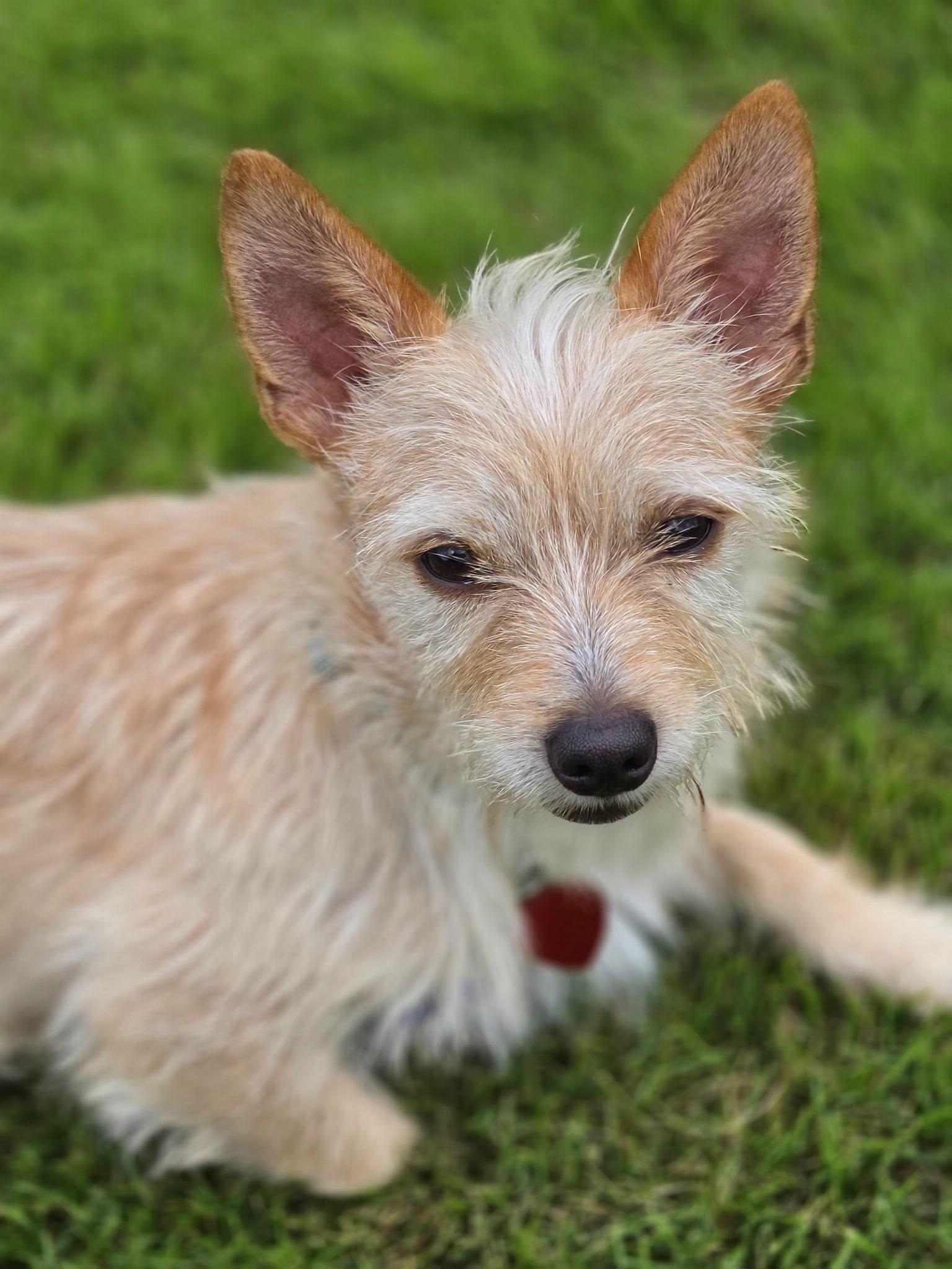 Enlarge Crumb, an adoptable mixed breed in Buford, GA image 2/5