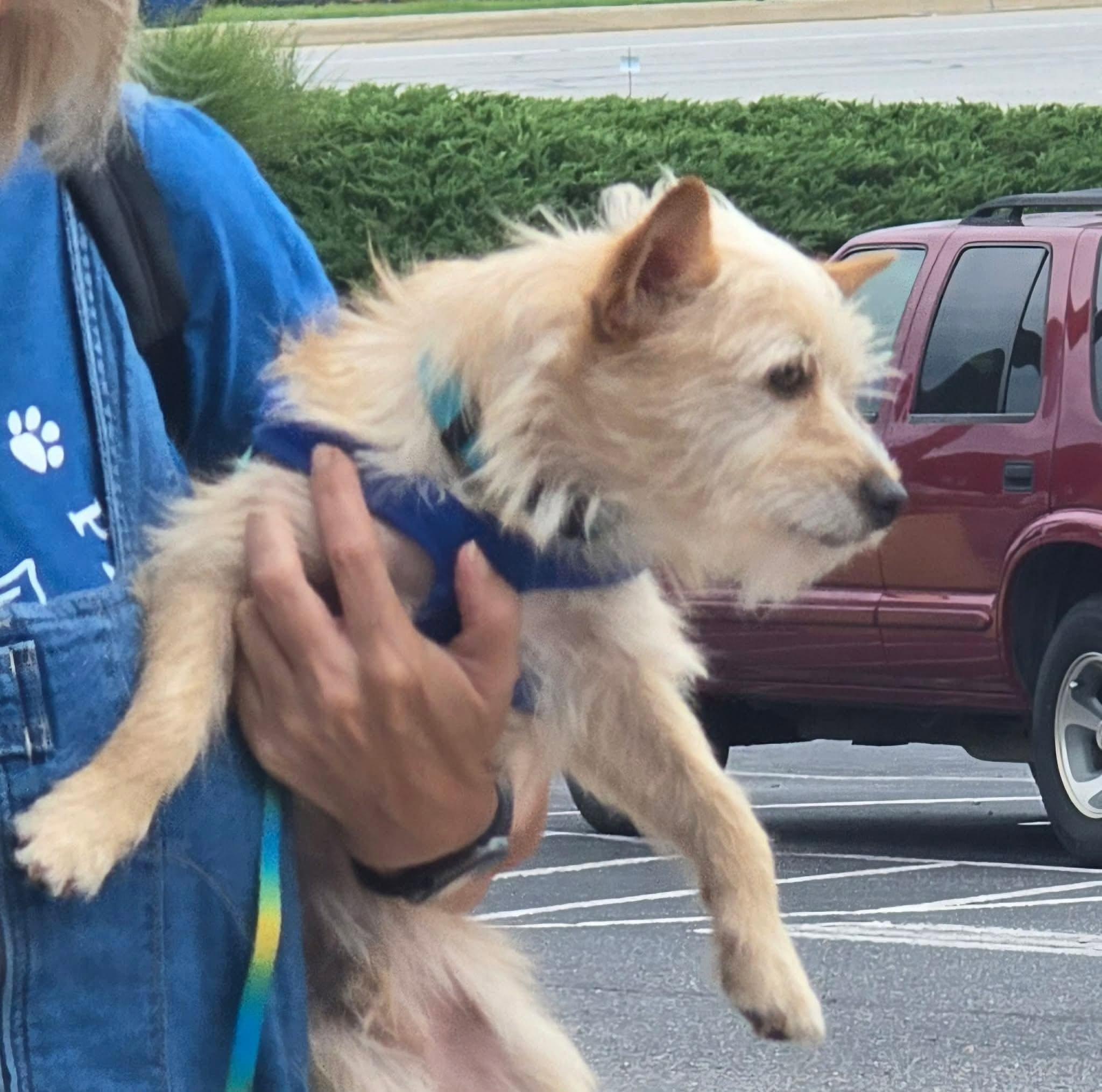 Enlarge Crumb, an adoptable mixed breed in Buford, GA image 5/5