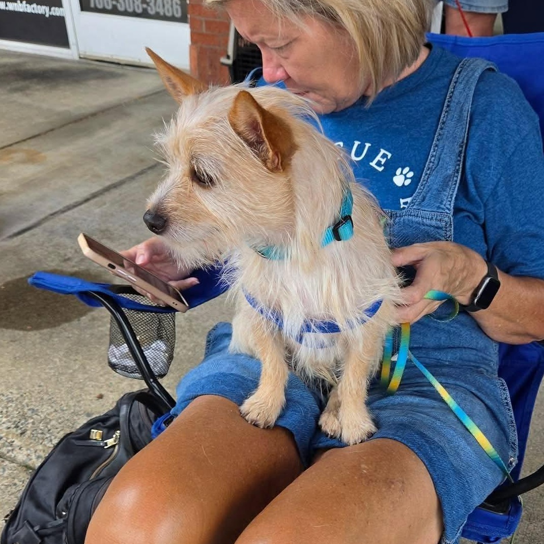 Enlarge Crumb, an adoptable mixed breed in Buford, GA image 3/5