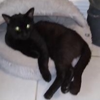 Enlarge Lark, a Adoptable Domestic Short Hair in Pickering, ON image 2/3