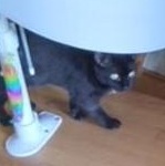 Enlarge Lark, a Adoptable Domestic Short Hair in Pickering, ON image 3/3