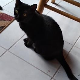 Lark, Adoptable, Young Female Domestic Short Hair.