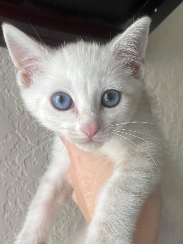 Enlarge Aurora, a Adopted Siamese in New Braunfels, TX image 1/1