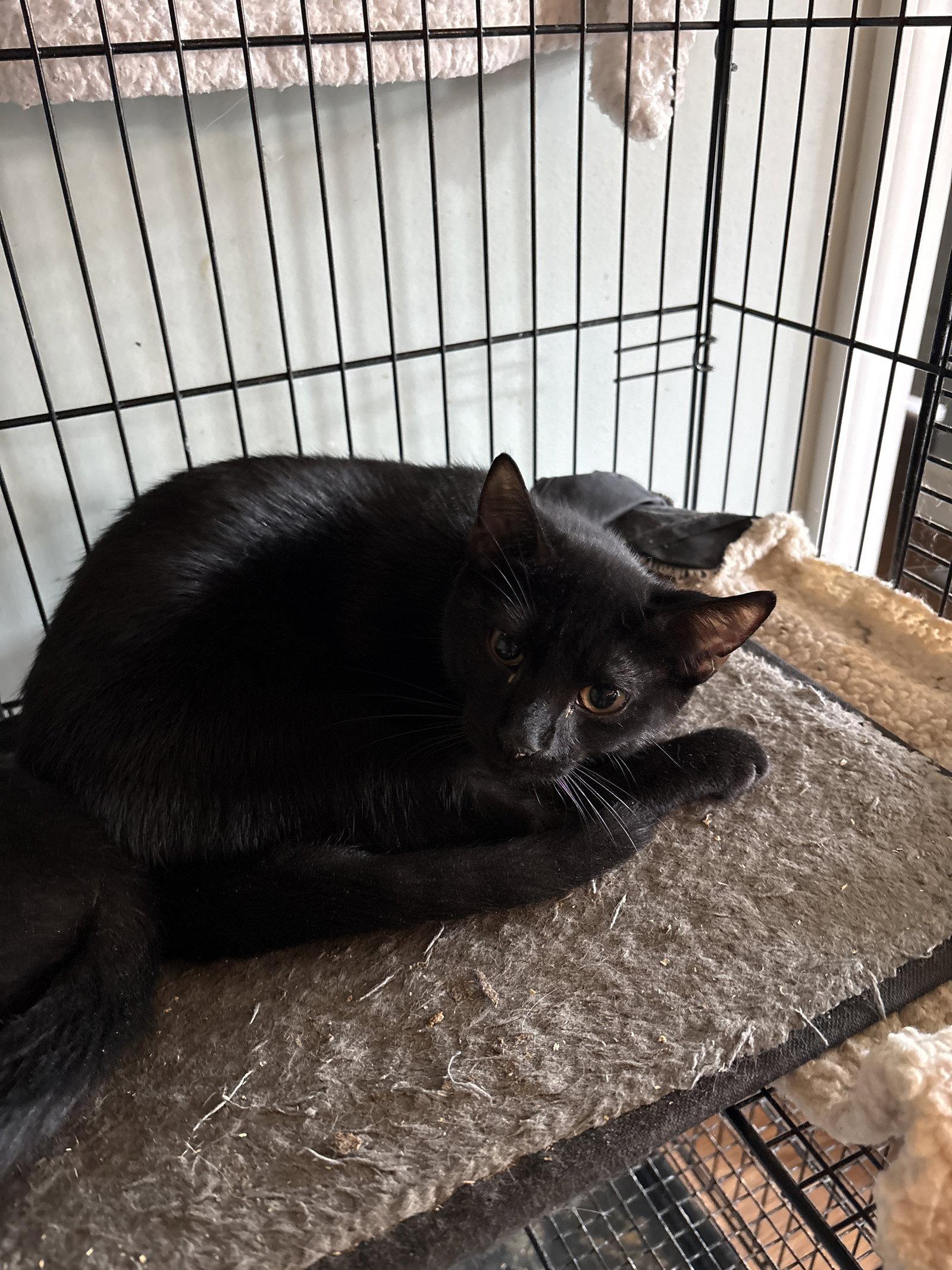 Phantom (nd), Adoptable, Kitten Male Domestic Short Hair.