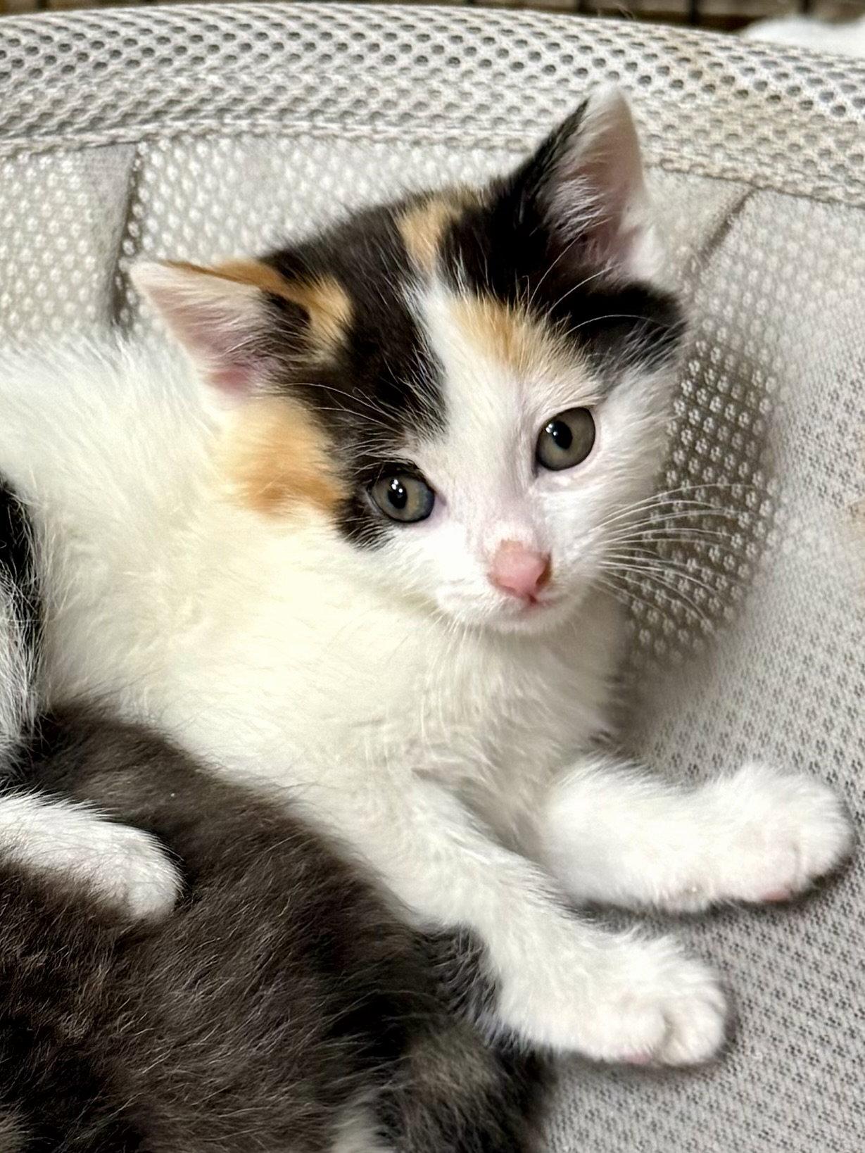 CAT - Hailey, Adopted, Kitten Female Domestic Short Hair.