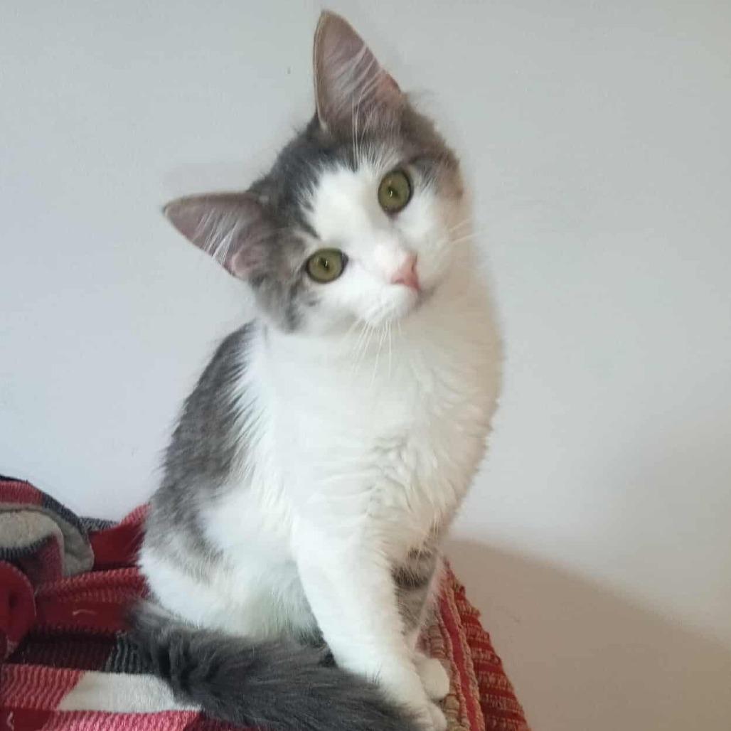 Sage — thumbnail 2