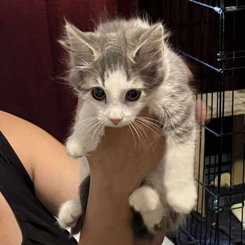 Sage — thumbnail 3