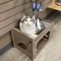 Sage — thumbnail 4