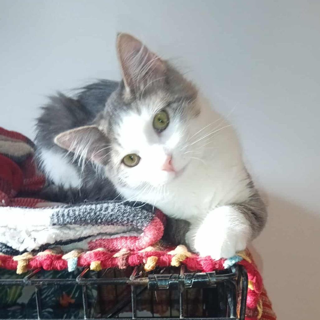 Sage — thumbnail 5