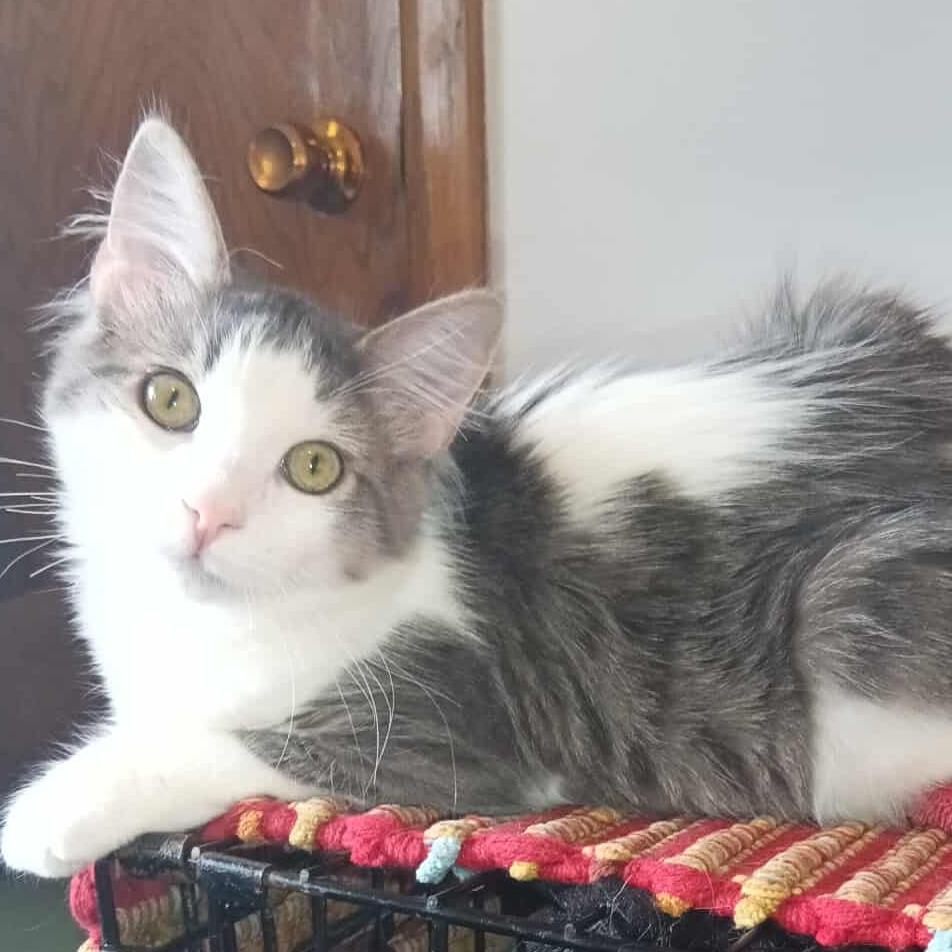 Sage — thumbnail 6