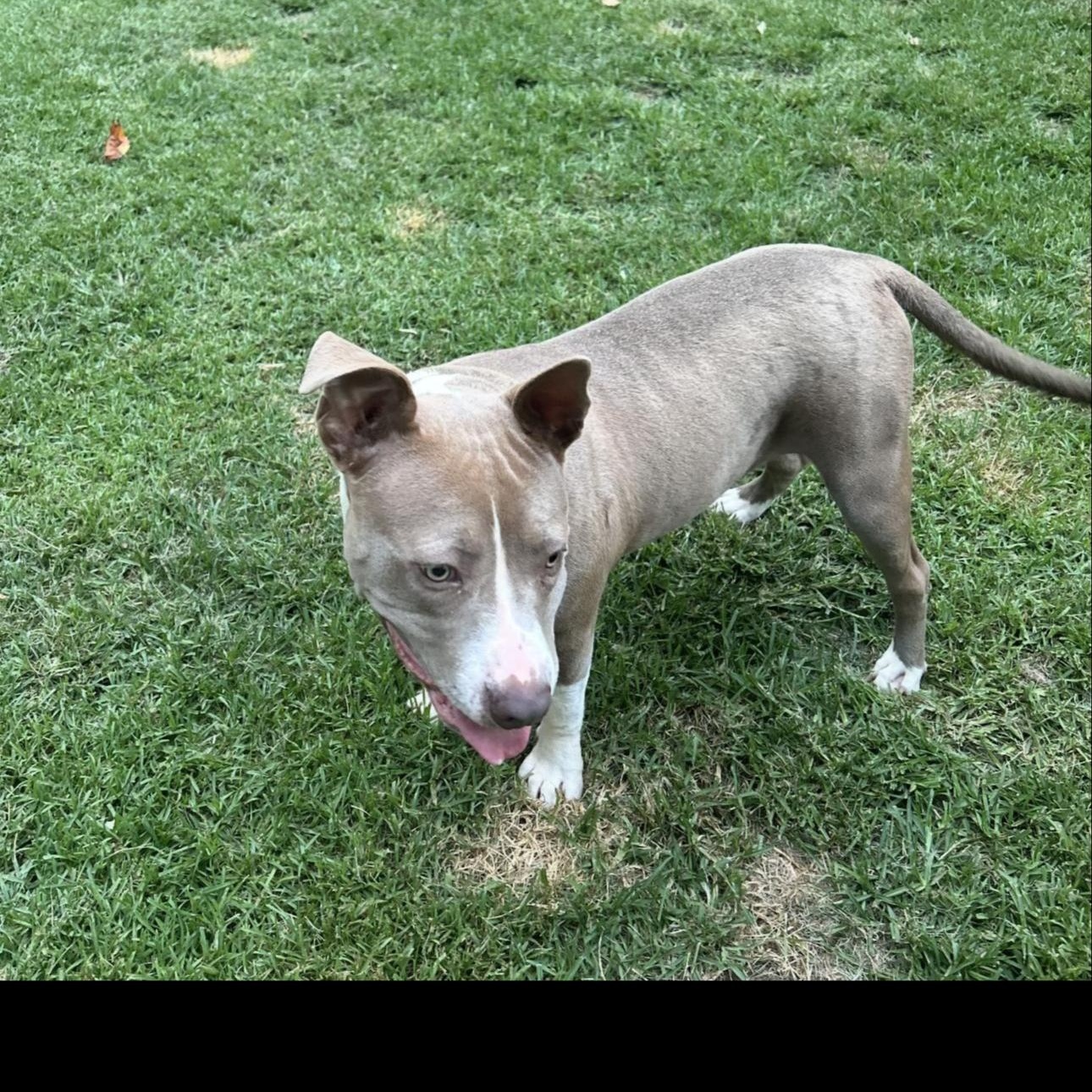 Enlarge Tank jr., a ADOPTABLE mixed breed in CUMMING, GA image 3/5