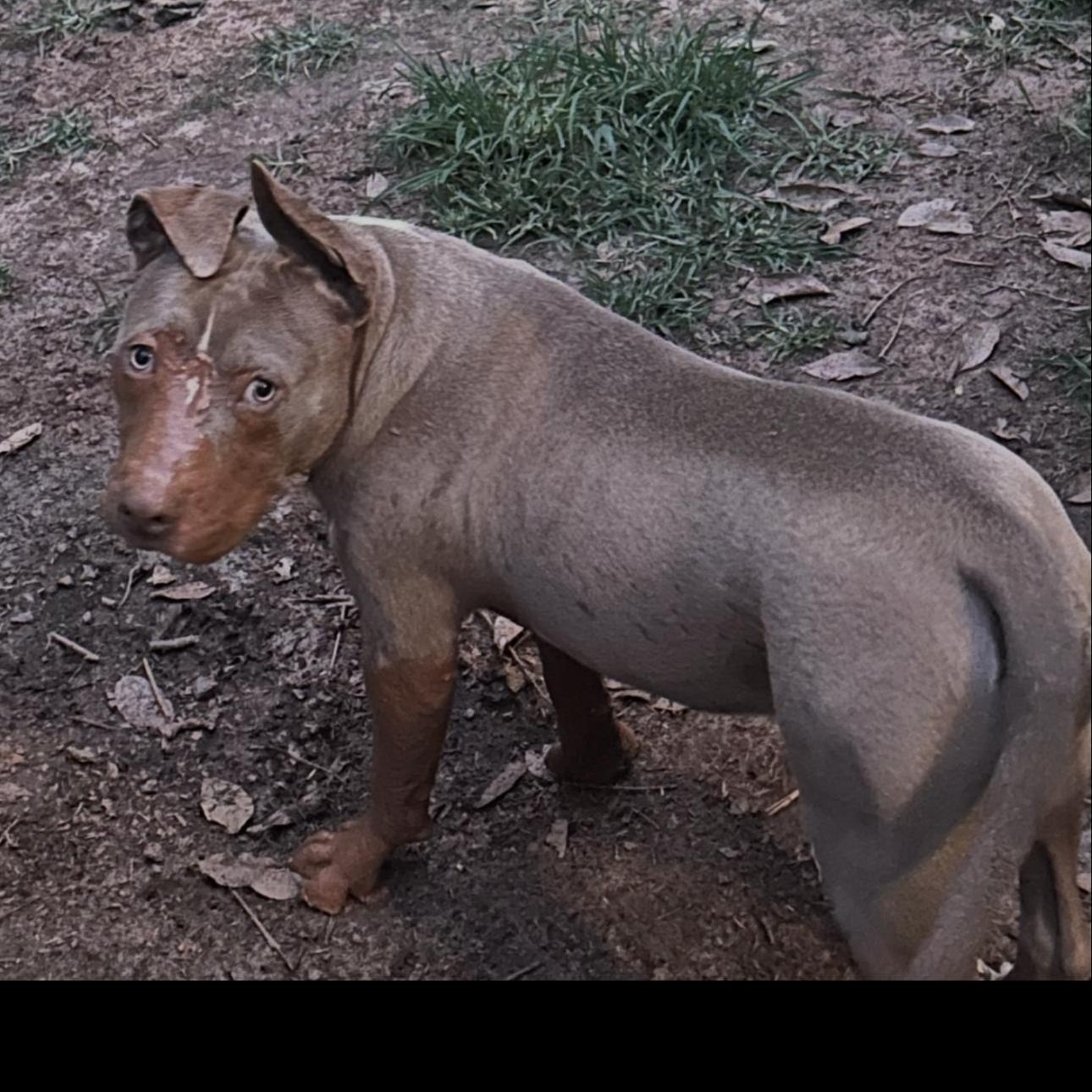 Enlarge Tank jr., a ADOPTABLE mixed breed in CUMMING, GA image 2/5