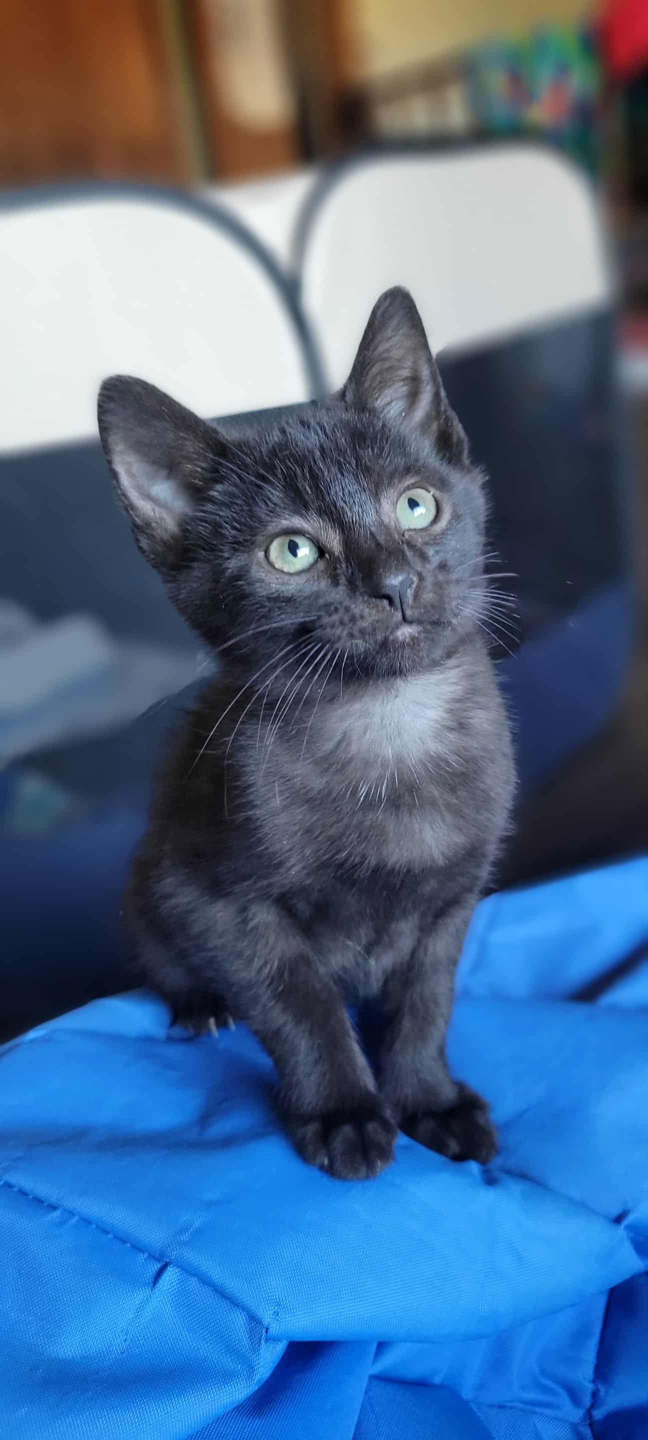 Beatrice thumbnail 3