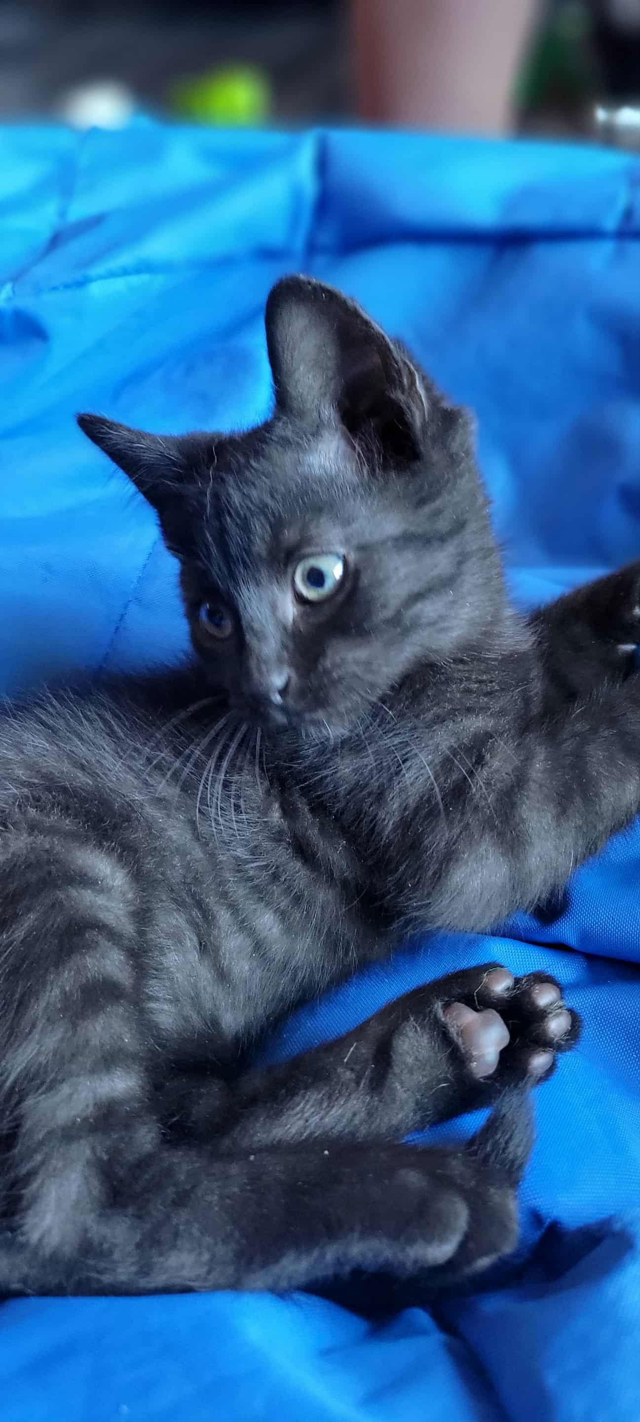 Beatrice thumbnail 4