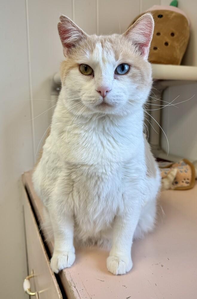 Enlarge Pumpkin Spice Latte Mama Cat, a Adoptable mixed breed in Papillion, NE image 1/2