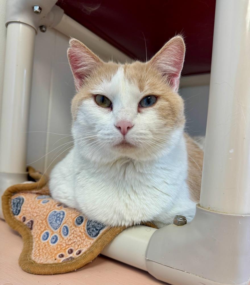 Enlarge Pumpkin Spice Latte Mama Cat, a Adoptable mixed breed in Papillion, NE image 2/2