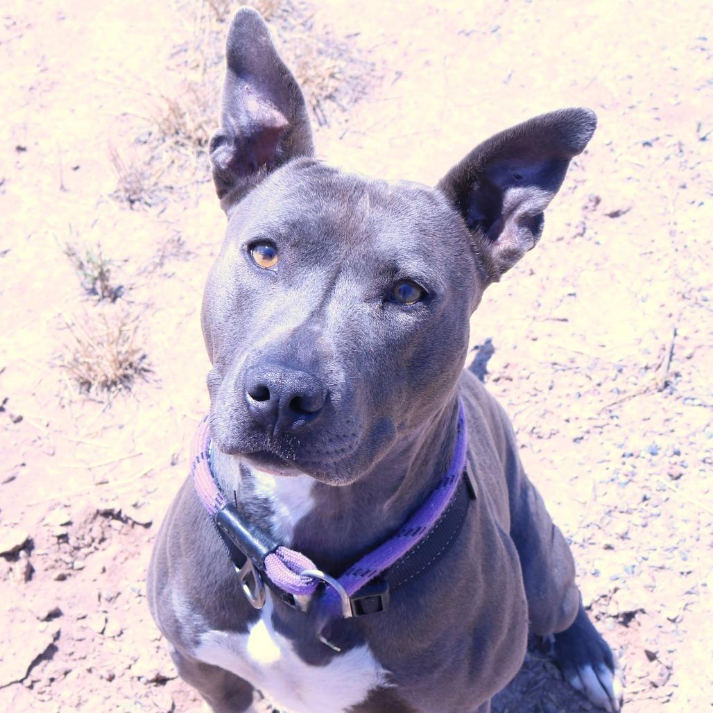 Jericho(Socs), Adoptable, Adult Male Bull Terrier & Pit Bull Terrier.