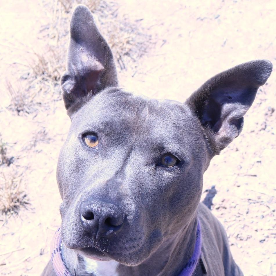 Jericho(Socs), a Adoptable mixed breed in Rifle, CO image 2/3