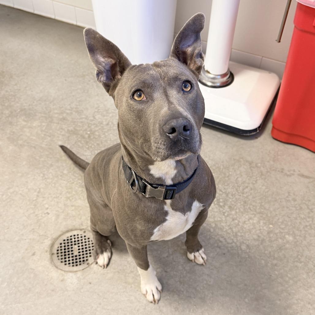 Jericho(Socs), a Adoptable mixed breed in Rifle, CO image 3/3