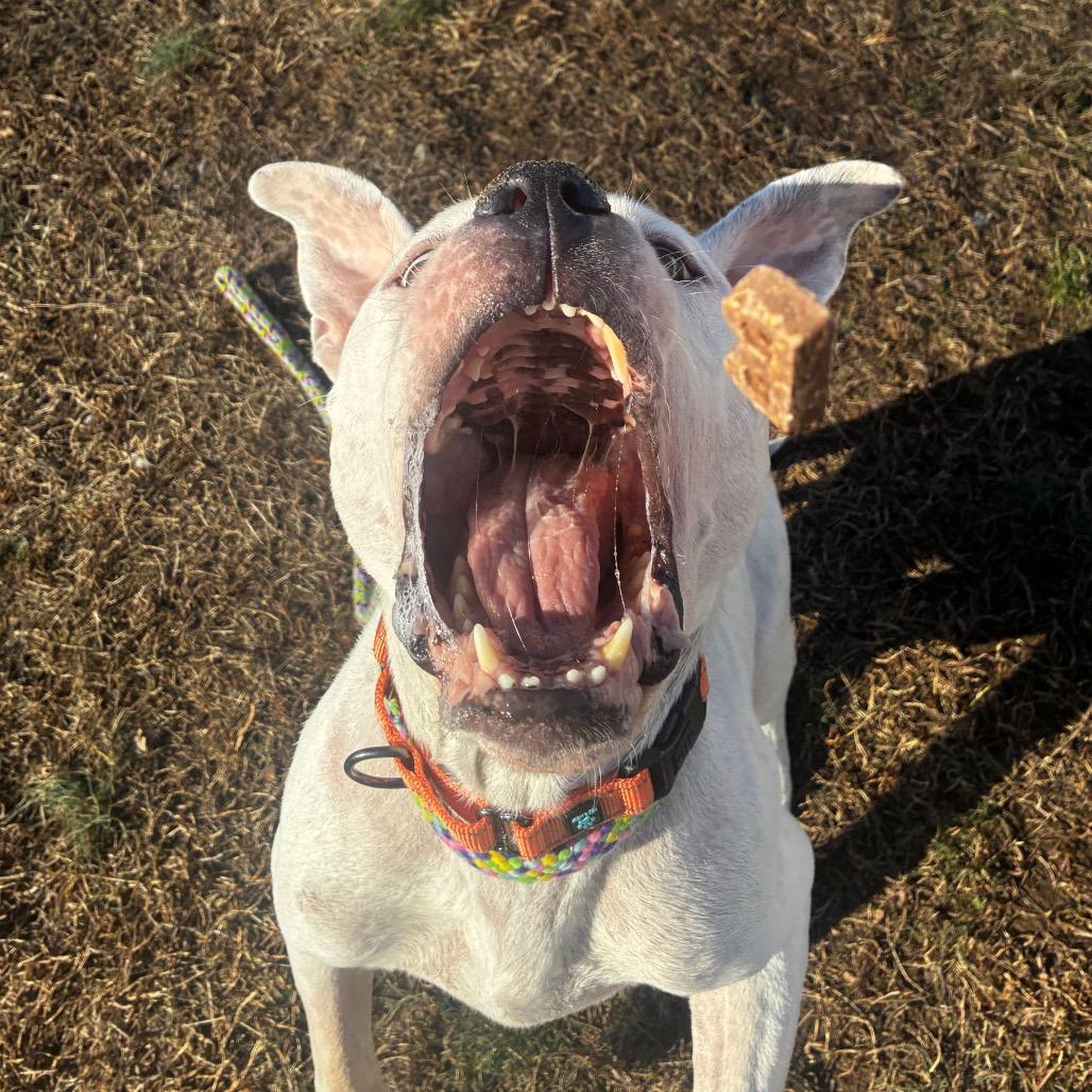 Enlarge Mr. Rogers, a Adoptable Mixed Breed in Fredericksburg, VA image 1/3