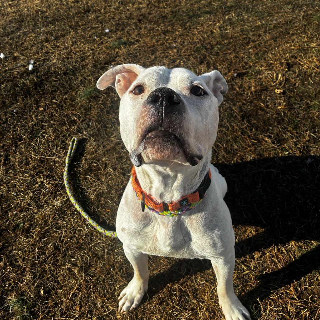 Enlarge Mr. Rogers, a Adoptable Mixed Breed in Fredericksburg, VA image 2/3