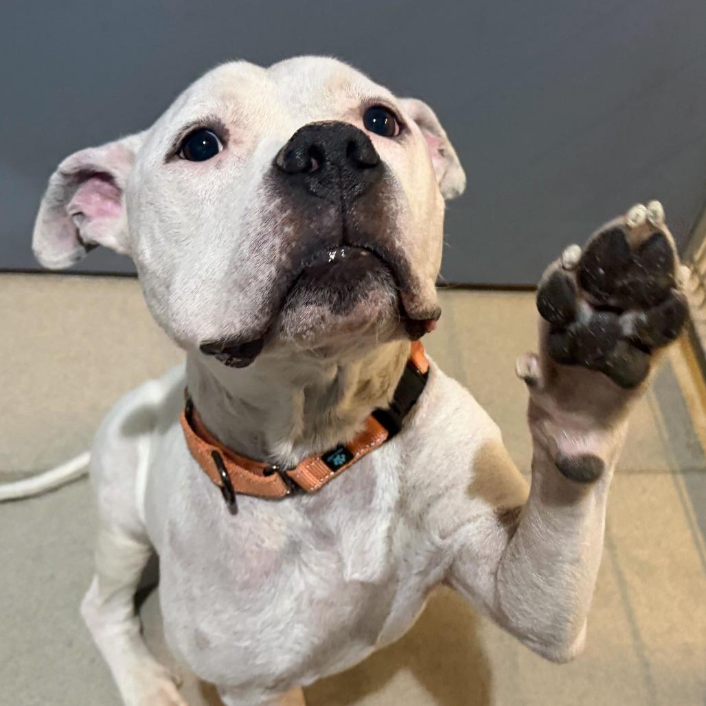 Enlarge Mr. Rogers, a Adoptable Mixed Breed in Fredericksburg, VA image 4/6