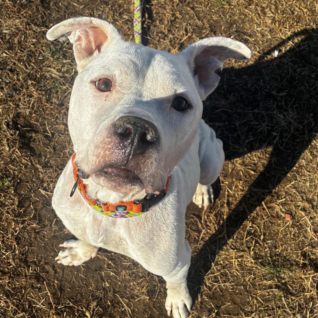 Enlarge Mr. Rogers, a Adoptable Mixed Breed in Fredericksburg, VA image 3/3